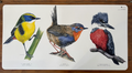 DESK MAT AVES