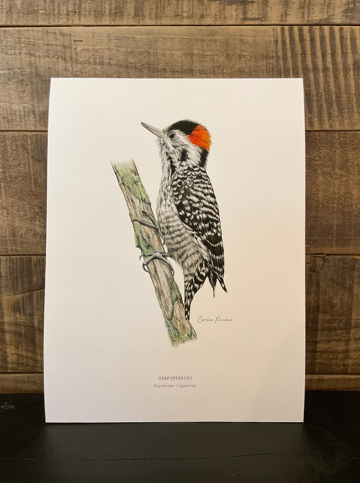 ILUSTRACIÓN - Carpinterito