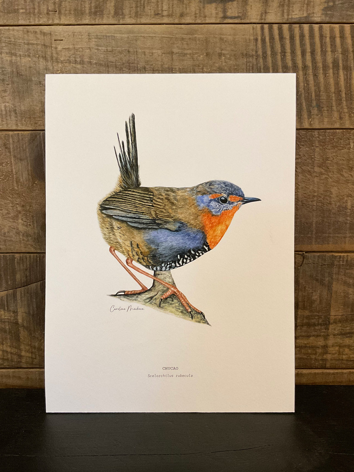 ILUSTRACIÓN - Chucao