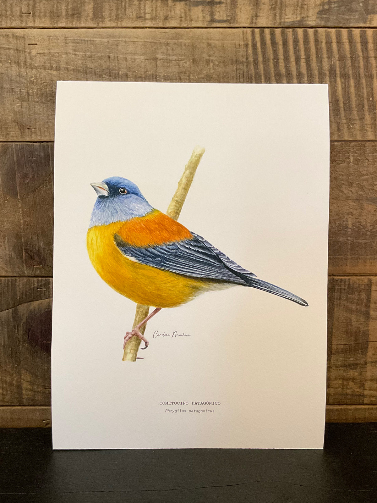 ILUSTRACIÓN - Cometocino patagónico