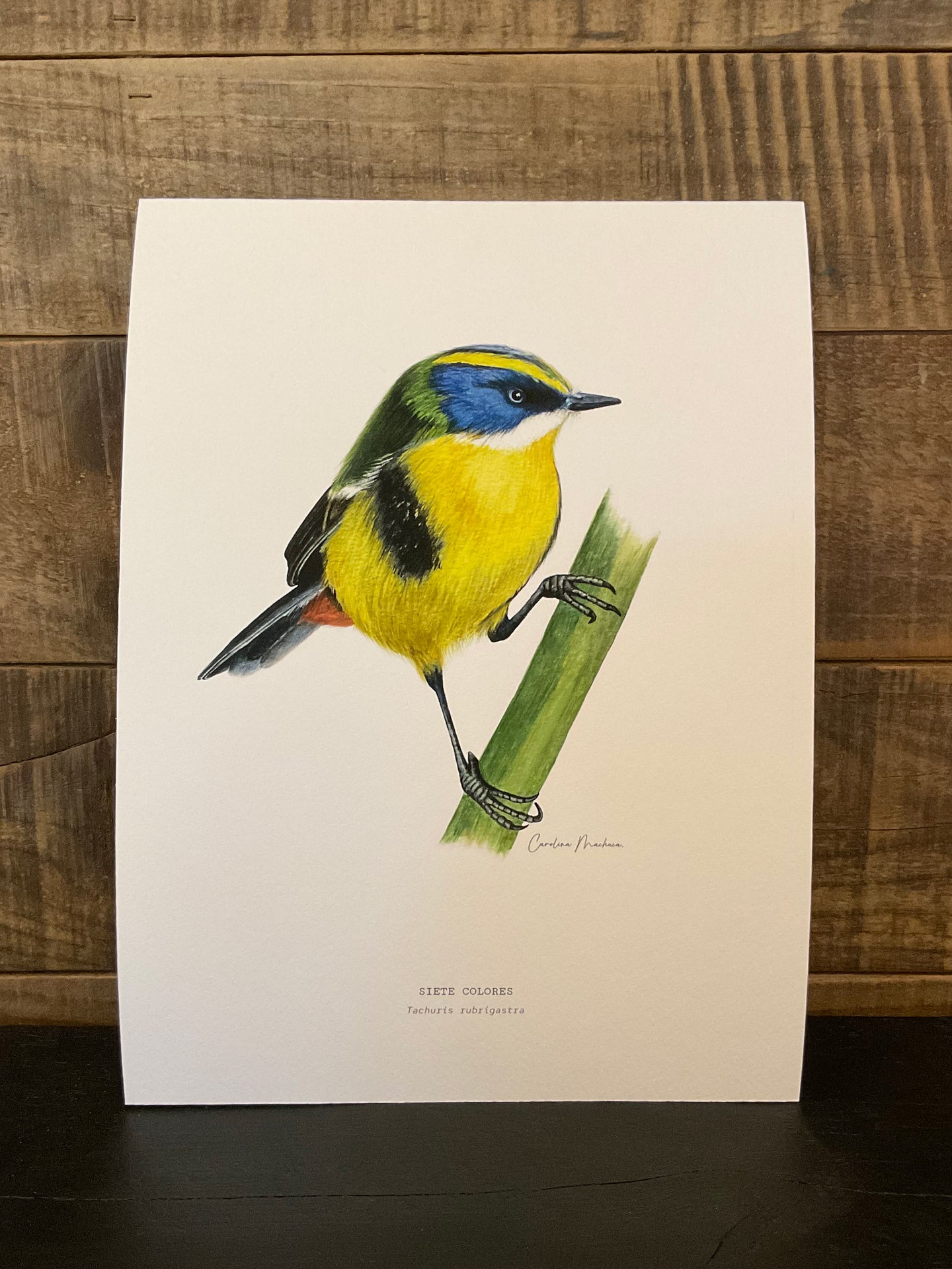 ILUSTRACIÓN - Siete colores