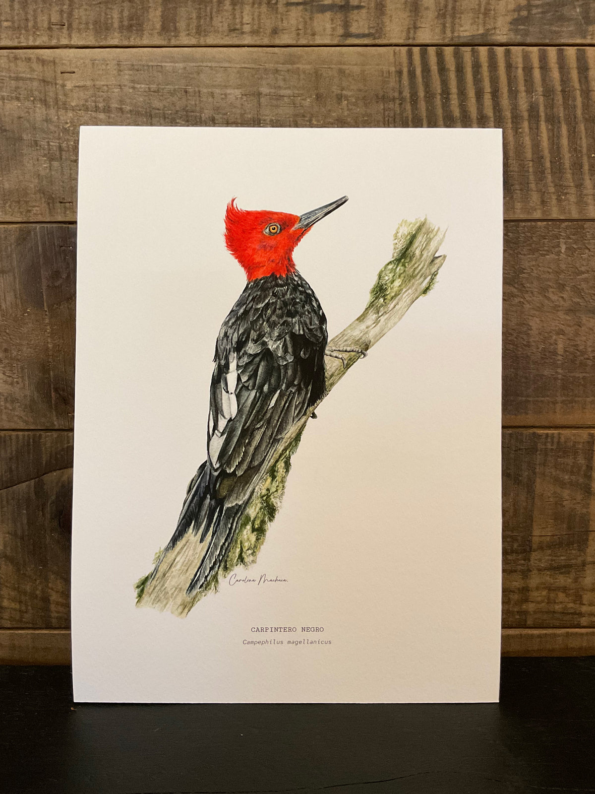 ILUSTRACIÓN - Carpintero